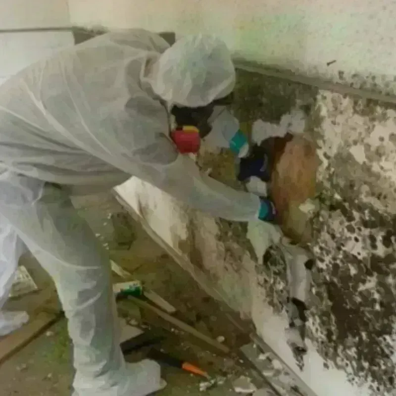 Mold Remediation and Removal in Smithville-Sanders, IN